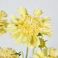 Yellow Scabiosa 3 Flowers and 2 Buds