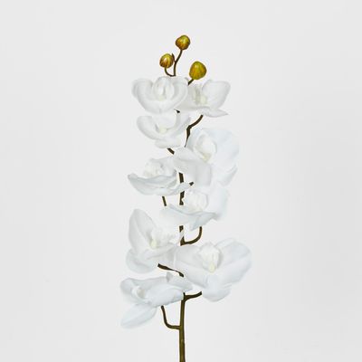 White Phalaenopsis Orchird