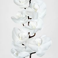 White Phalaenopsis Orchird