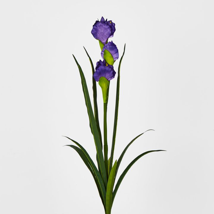 Purple Iris