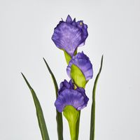 Purple Iris