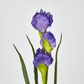 Purple Iris