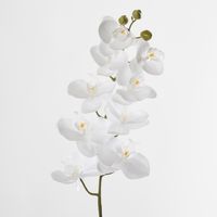 White Phalaenopsis Orchird Yellow Stamen