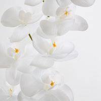 White Phalaenopsis Orchird Yellow Stamen