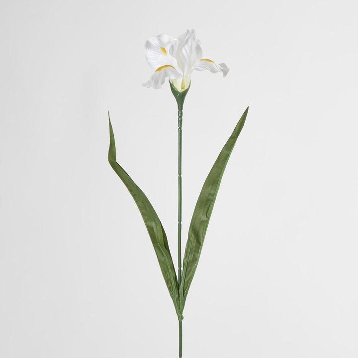 Iris White