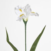 Iris White