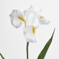 White Iris