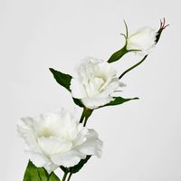 White Lisianthus Spray