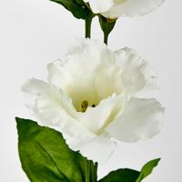 White Lisianthus Spray