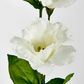 White Lisianthus Spray