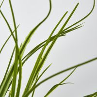 Green Grass Bush