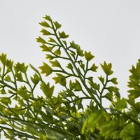 Green Fern Bush