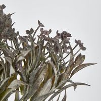 Grey Mini Daisy Bush