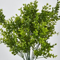 Boxwood Bush Green