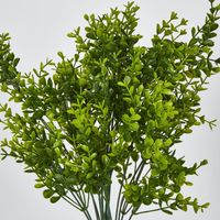 Green Boxwood Bush