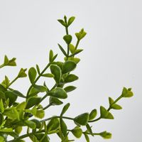 Green Boxwood Bush