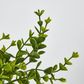 Green Boxwood Bush