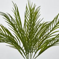 Palm Fern Bush Green