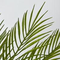 Green Fern Palm Bush