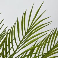 Palm Fern Bush Green