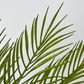 Green Fern Palm Bush