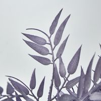 Bamboo Leaf Bush Purple