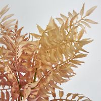 Cream Pink Fern Bush