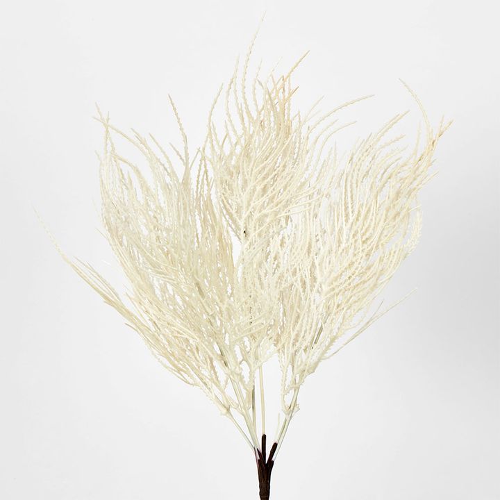 Cream Beige Grass Seed Bush Pampass