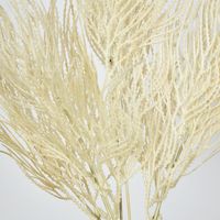 Cream Beige Grass Seed Bush Pampass