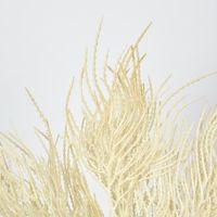 Cream Beige Grass Seed Bush Pampass