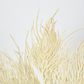 Cream Beige Grass Seed Bush Pampass