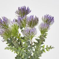 Thistle grass Bush x 5