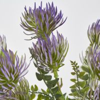 Thistle grass Bush x 5