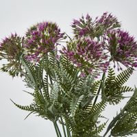 Wild Dandelion Bush Dark Pink