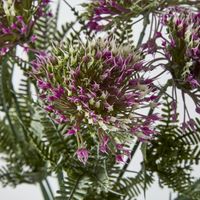Wild Dandelion Bush Dark Pink