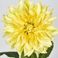 Yellow Dahlia