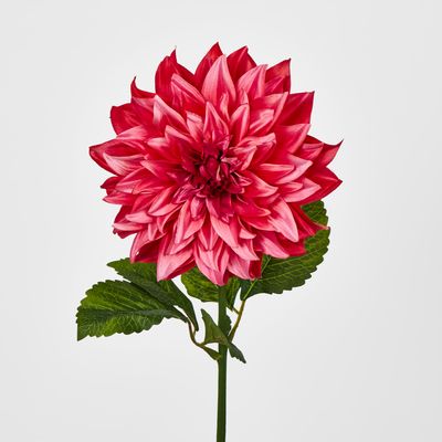 Dahlia Hot Pink