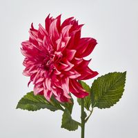 Dahlia Hot Pink