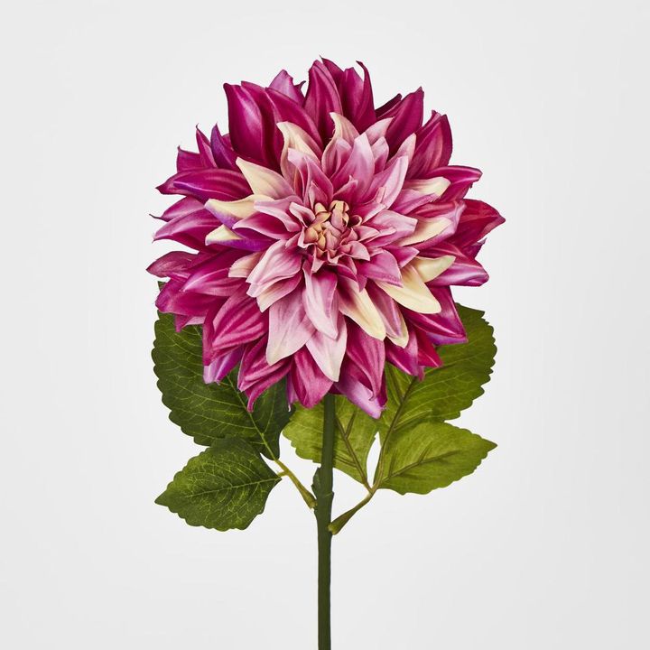 Dahlia Magenta Pink