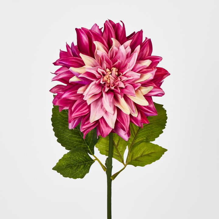 Magenta Pink Dahlia