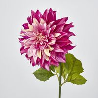 Dahlia Magenta Pink