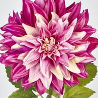 Dahlia Magenta Pink