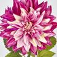 Magenta Pink Dahlia