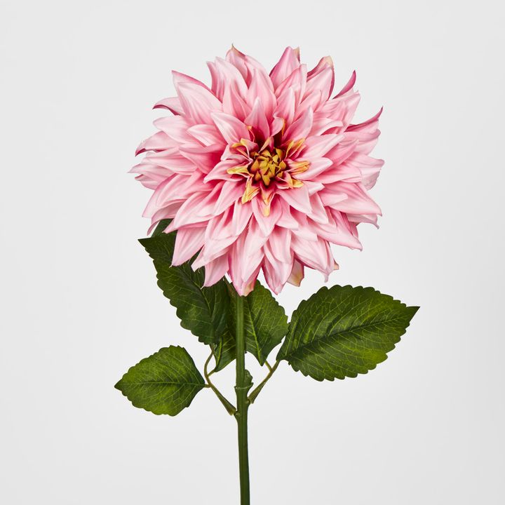 Pink Dahlia