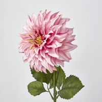 Dahlia Pink