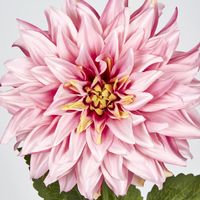 Pink Dahlia