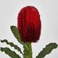 Red Banksia Stem