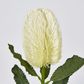 White Banksia Stem