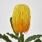 Yellow Gold  Banksia Stem