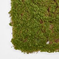 Moss Mat 50*50cm